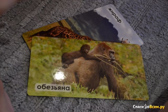Комплект карточек "Мир на ладошке" Удивительные животные, "Умница"