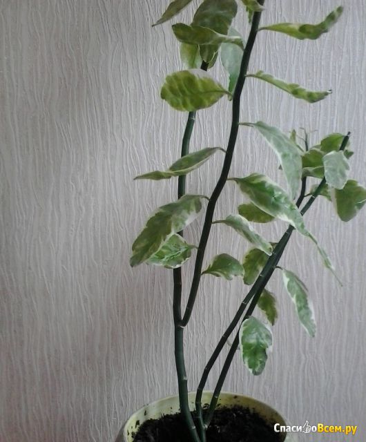 Растение Педилантус титималоидный
