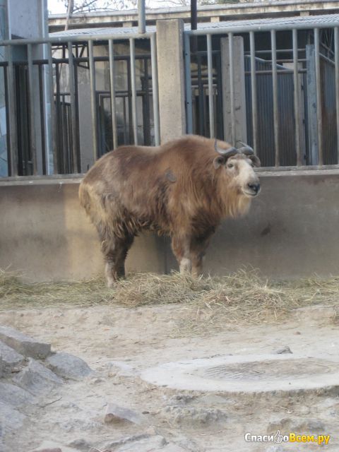 Пекинский зоопарк (Китай, Пекин)