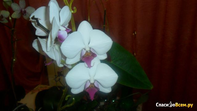 Цветок орхидея Фаленопсис