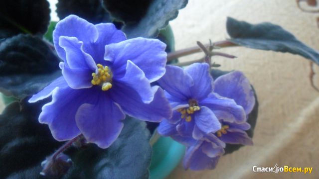 Цветок Узамбарская фиалка "Голубая лагуна"
