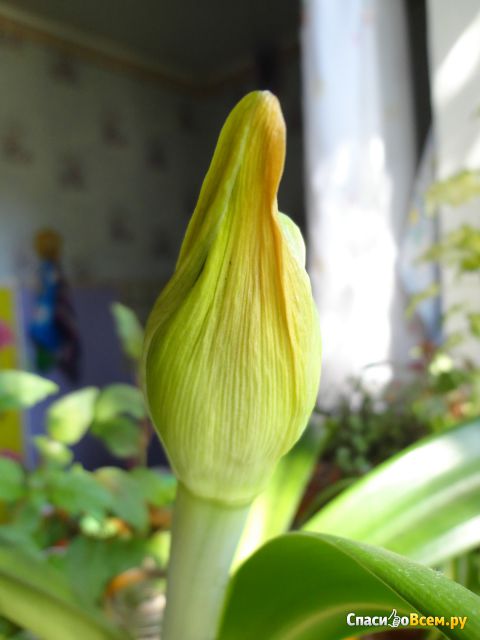 Цветок «Гиппеаструм»