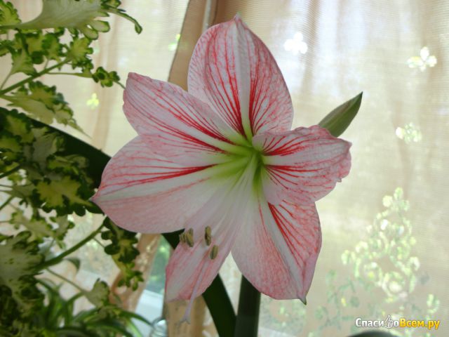 Цветок «Гиппеаструм»