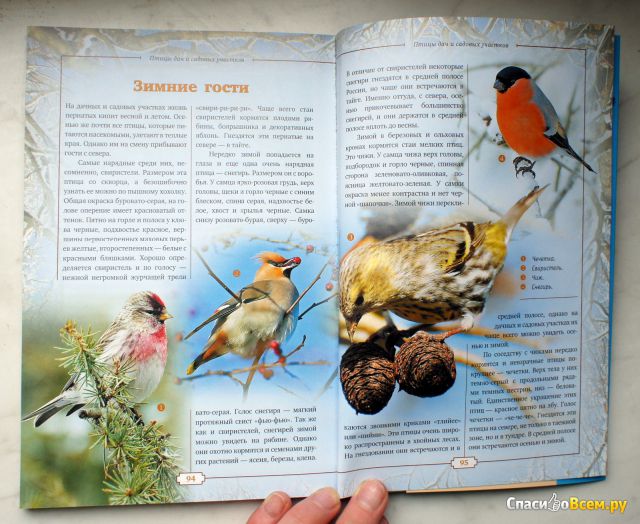 Книга "Птицы дач и садовых участков. Иллюстрированный атлас", Владимир Бабенко