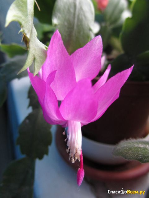 Цветок Шлумбергера (Декабрист)