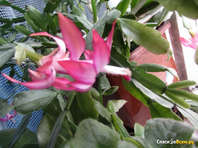 Цветок Шлумбергера (Декабрист)