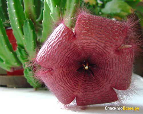 Комнатное растение Стапелия