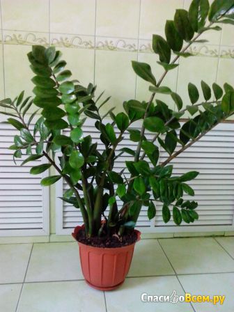 Растение Замиокулькас