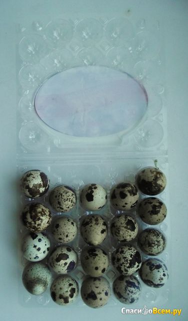 Яйца перепелиные "1-ая Минская птицефабрика" 20 штук