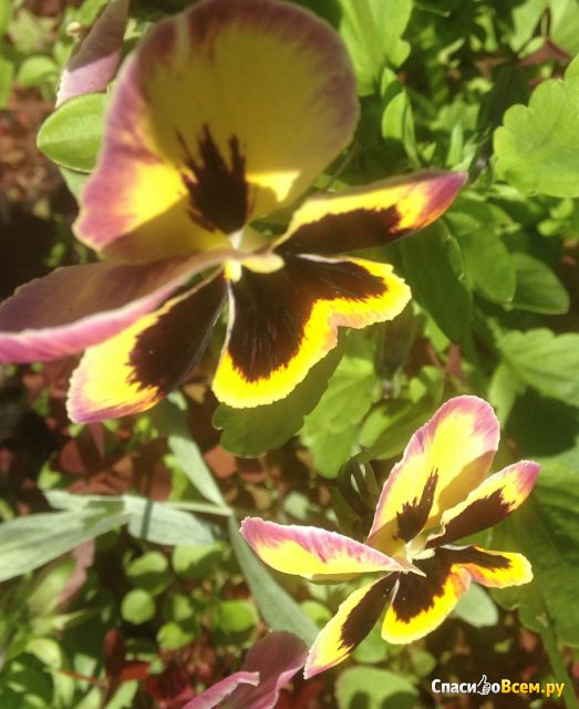 Цветы Анютины глазки (Фиалка трехцветная)