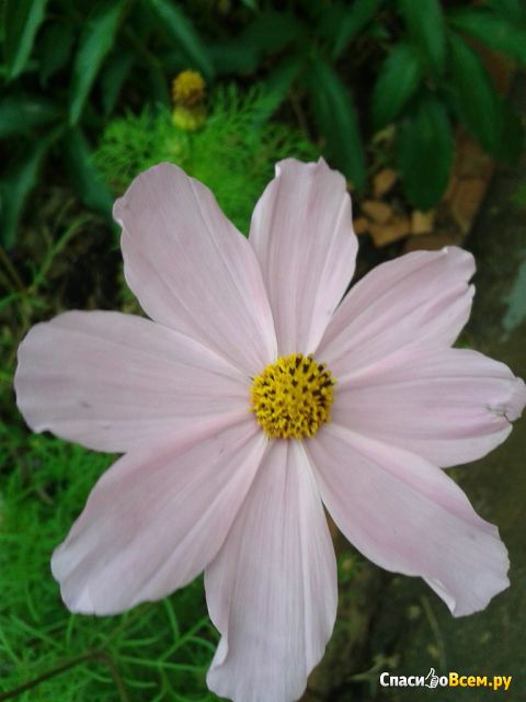 Садовый цветок "Космея"