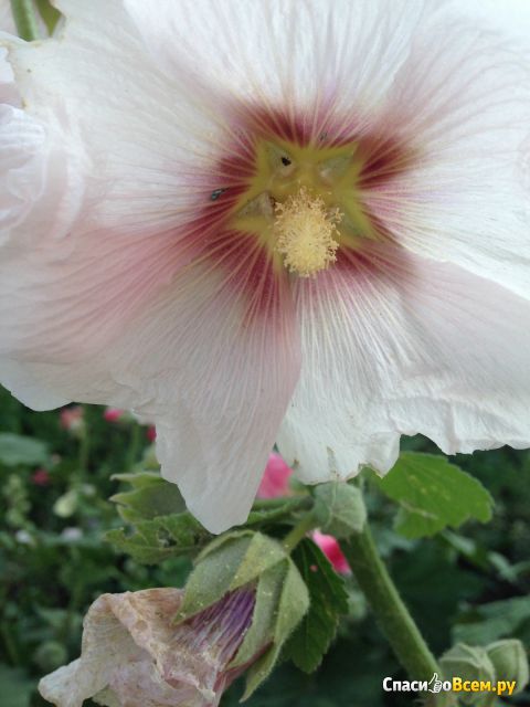 Цветок Мальва (шток-роза)