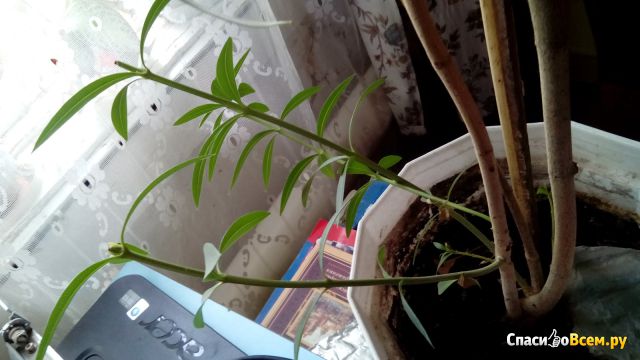 Растение Олеандр комнатный