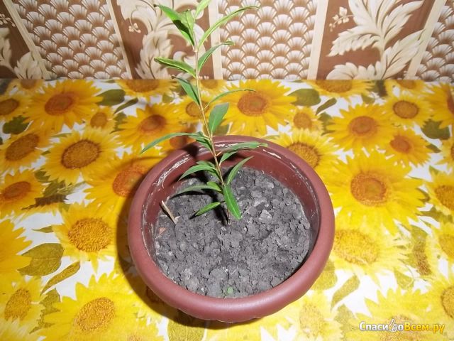 Растение Гранат комнатный