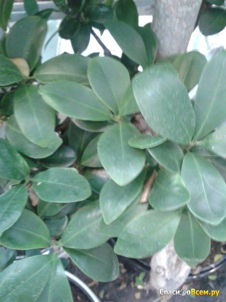 Комнатное растение Фикус микрокарпа