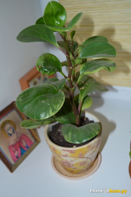 Комнатное растение Пеперомия