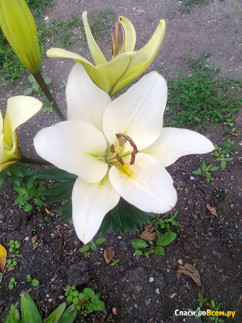 Цветок Лилия