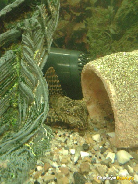 Аквариумная рыбка "Сомик"