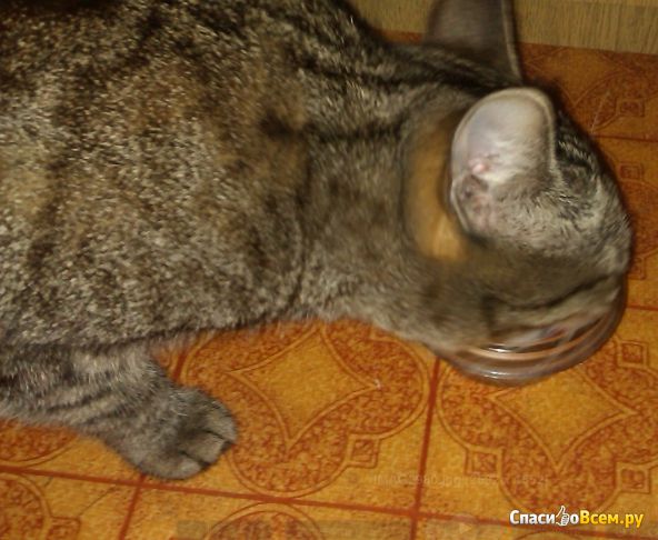 Корм консервированный для кошек "ProХвост" с рыбой в соусе