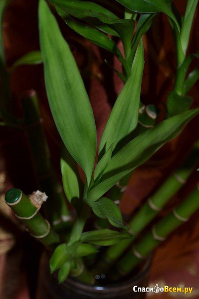 Комнатное растение Бамбук
