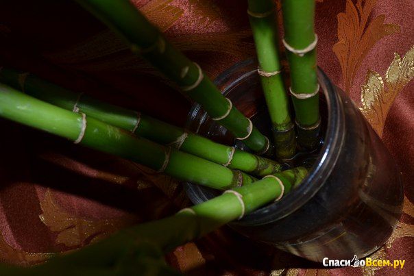 Комнатное растение Бамбук