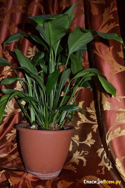 Растение Спатифиллум