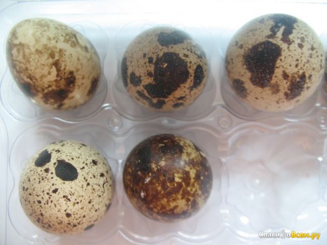 Яйца перепелиные столовые "ЭКО-Птицефабрика"