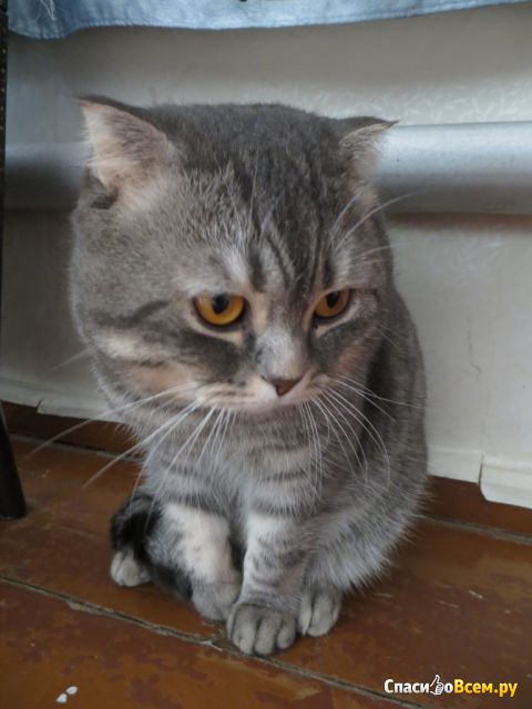 Порода "Британская короткошёрстная кошка"