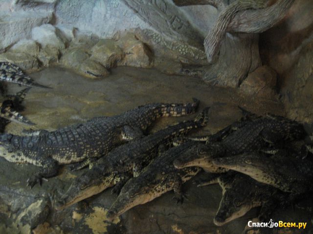 Ялтинский Крокодиляриум (Крым)