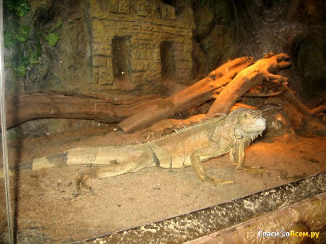 Ялтинский Крокодиляриум (Крым)