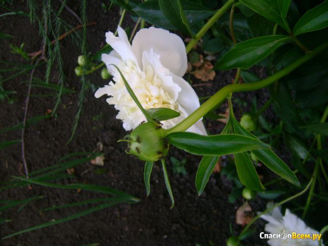 Цветок Пион