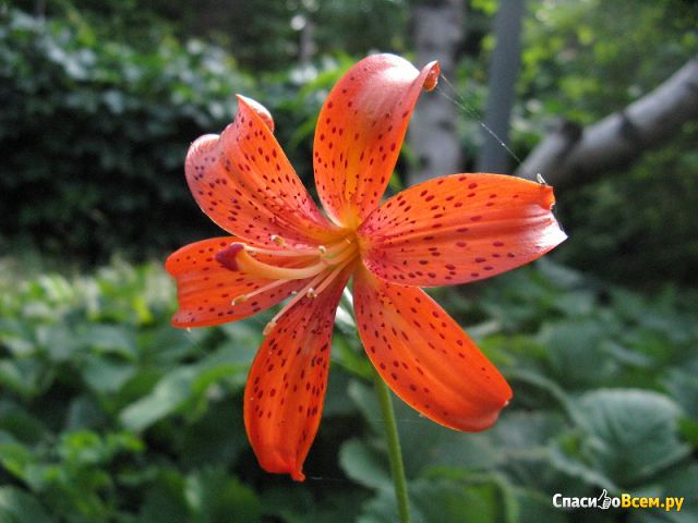 Цветок Лилия