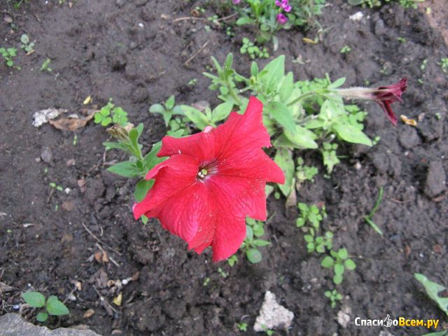 Садовый цветок Петунья