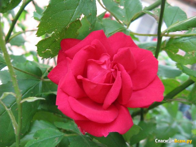 Цветы Розы