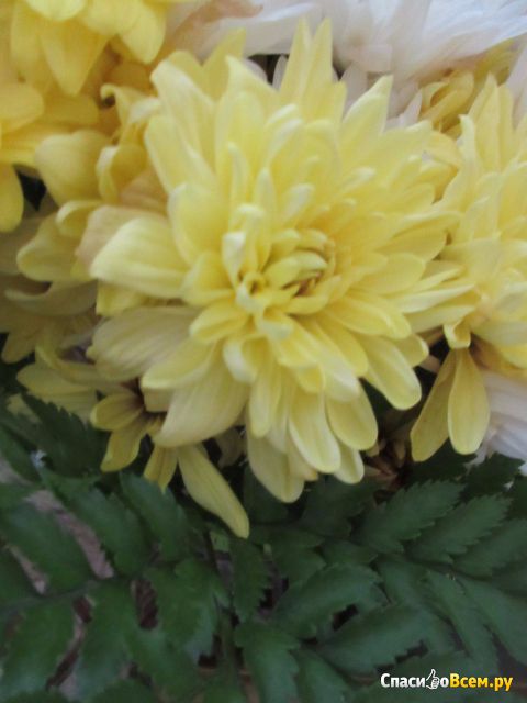 Цветы Хризантемы