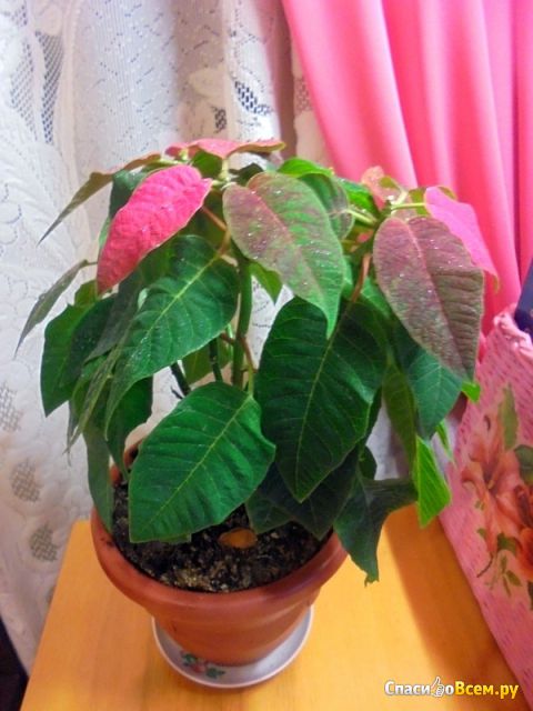 Растение Пуансеттия