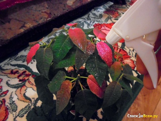 Растение Пуансеттия