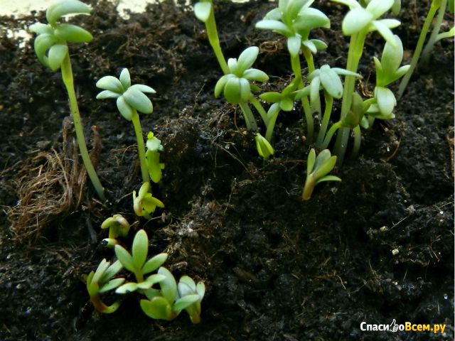 Семена Салат кресс весенний "Аэлита-агро"