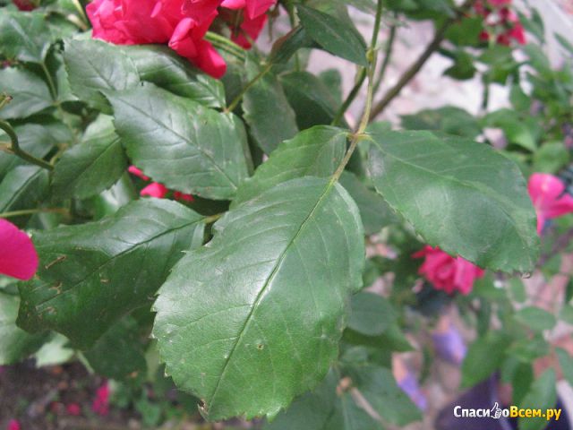 Растение Роза плетистая
