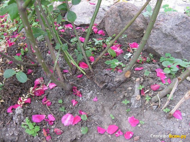 Растение Роза плетистая