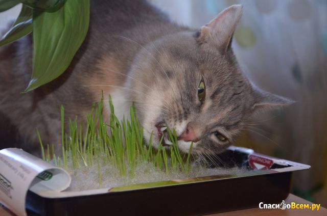 Трава для кошек Titbit Лакомый кусочек