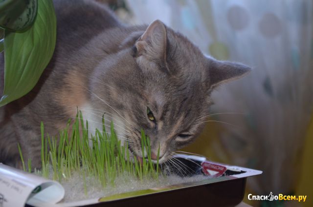 Трава для кошек Titbit Лакомый кусочек