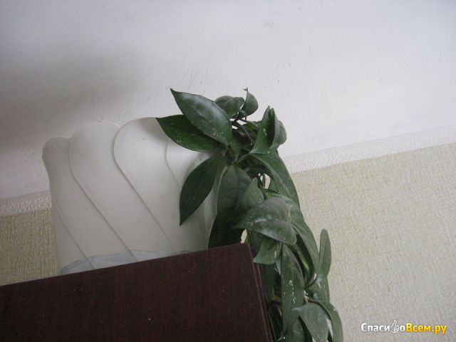 Комнатный цветок Плющ Восковой (Хойя)