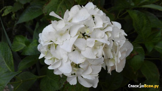 Цветок Гортензия