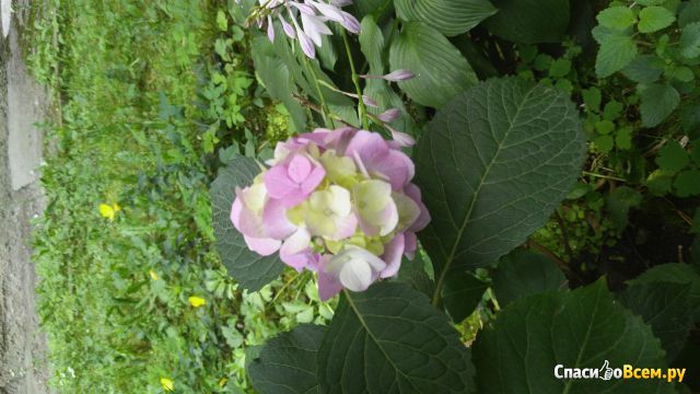 Цветок Гортензия
