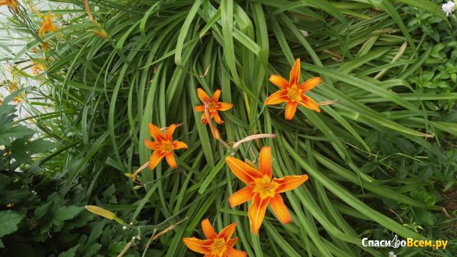 Цветок Лилейник гибридный "Отумн Ред"