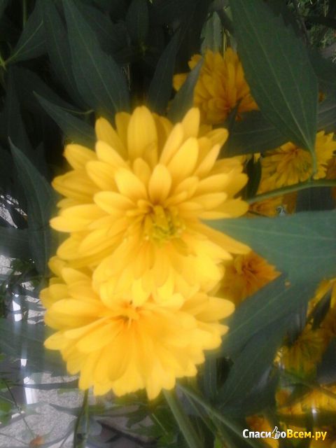 Цветок Рудбекия рассеченная (Золотые шары)