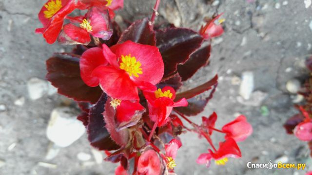 Цветок Бегония