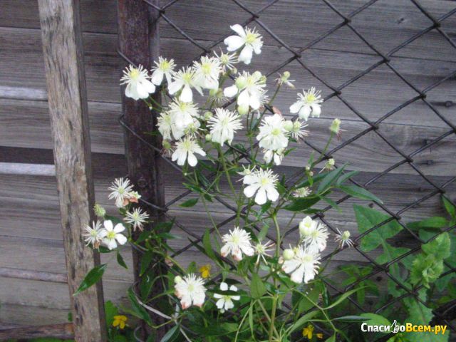 Цветок Клематис