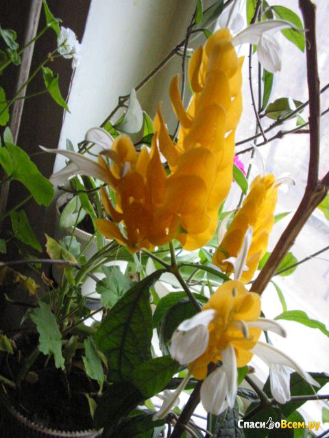 Растение Пахистахис